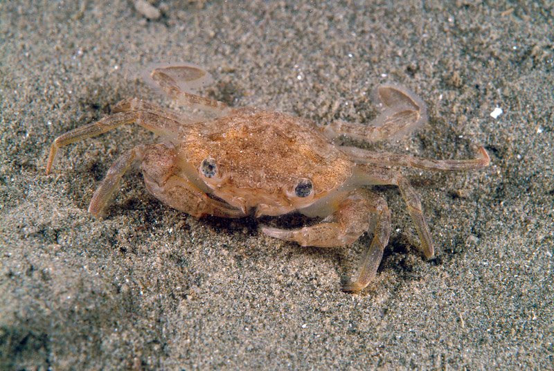 Liocarcinus sp.